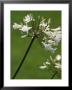 Agapanthus (Bressingham White) by Mark Bolton Limited Edition Pricing Art Print