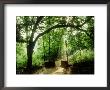 Woodland Walk, With Metal Gate And Fence Chaumont Garden Festival, France 1999 by Mark Bolton Limited Edition Print