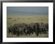 A Herd Of Elephants (Loxodonta Africana) Grazing Together by Michael S. Lewis Limited Edition Pricing Art Print