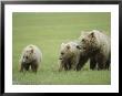 An Alaskan Brown Bear Keeps Close To Her Cubs by Roy Toft Limited Edition Print