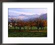 Morning Mist Over Orchards Beneath Bavarian Alps, Germany by Wayne Walton Limited Edition Print