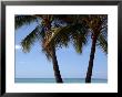 Palm Trees On Waikiki Beach, Hawaii by Stacy Gold Limited Edition Print