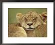 African Lion Resting Head On Another Lion, Masai Mara, Kenya by Anup Shah Limited Edition Print