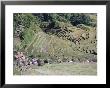 Spectacular Amphitheatre Of Rice Terraces Around Mountain Province Village Of Batad, Philippines by Robert Francis Limited Edition Print