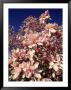 Crab Apple Tree In Bloom, Jamaica Plains, Ma by Kindra Clineff Limited Edition Print