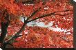 Acer I, Red Maple by Chris Farrow Limited Edition Pricing Art Print