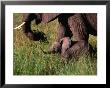 Baby African Elephant And Mother Walking Through Grass, Masai Mara National Reserve, Kenya by Mason Florence Limited Edition Print