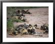African Wild Dog, Lycaon Pictus, Venetia Limpopo Nature Reserve, South Africa, Africa by Steve & Ann Toon Limited Edition Print