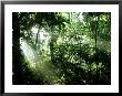 Tropical Rainforest, Panama by John Brown Limited Edition Pricing Art Print