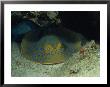 Blue Spotted Sting Ray, Ras Mohammed, Red Sea by Gerard Soury Limited Edition Print