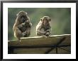 Rhesus Monkeys At Concession Area, Baiyun Cavern, Pingxiang by Raymond Gehman Limited Edition Print