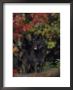 Timber Wolf, Close-Up, Usa by Mark Hamblin Limited Edition Print
