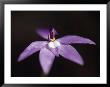 Wax-Lip Orchid, Glossodia Major, Emerging From The Shadows, Yellingbo Nature Reserve, Australia by Jason Edwards Limited Edition Print