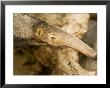 Giant Anteater Closeup by Tim Laman Limited Edition Print