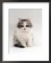 Domestic Cat, 9-Week, Chinchilla-Cross Kitten by Jane Burton Limited Edition Pricing Art Print