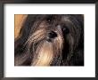 Lhasa Apso Face Portrait by Adriano Bacchella Limited Edition Print