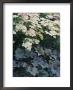 Achillea Lachsschonheit Salmon Beauty & Heuchera Micrantha by Sunniva Harte Limited Edition Print