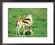 Thomsons Gazelle, With Baby, Kenya by Stan Osolinski Limited Edition Pricing Art Print