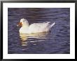 Duck by Lauree Feldman Limited Edition Print