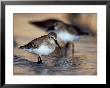 Western Sandpiper, Florida, Usa by Olaf Broders Limited Edition Print