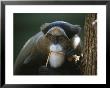 A Debrazzas Monkey Gnaws On A Stalk by Joel Sartore Limited Edition Print
