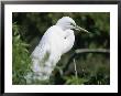 A Snowy Egret At A Rookery Connected To The Saint Augustine Alligator Farm by Stephen St. John Limited Edition Print