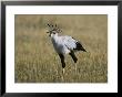 Secretary Bird by Nicole Duplaix Limited Edition Pricing Art Print