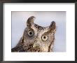 A Captive, Endangered Eastern Screech Owl At A Raptor Recovery Center by Joel Sartore Limited Edition Print