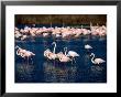 Flock Of Pink Flamingoes, Camargue, France by Jean-Bernard Carillet Limited Edition Print