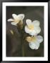 Hawaiian Flora: Plumeria Blossoms by Eliot Elisofon Limited Edition Print