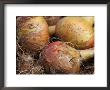 Onion Centurion (Onion Sets), Round Golden Vegetables With Roots And Placed On The Ground by Susie Mccaffrey Limited Edition Print