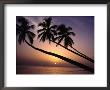 Coconut Trees At Sunset, Mullins Bay, Barbados by Holger Leue Limited Edition Print