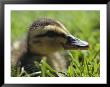 A Duckling Resting In Green Grass by Wolcott Henry Limited Edition Print