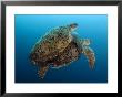 Green Sea Turtle, Pair Mating, Malaysia by David B. Fleetham Limited Edition Print