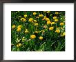 Taraxacum Officianale (Dandelion) by Mark Bolton Limited Edition Print