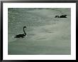 A Pair Of Swans Swim And Search For Food In A Algae-Filled Pond by Brian Gordon Green Limited Edition Print
