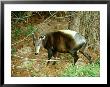 Yellow Duiker, Africa by James H. Robinson Limited Edition Print