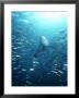 Blue Shark, With Schooling Jack Mackerel by Richard Herrmann Limited Edition Print