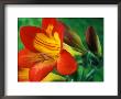 Freesia (Figaro), Close-Up Of Orange And Yellow Flowers by Chris Burrows Limited Edition Print