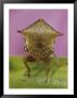 Close View Of A Treehopper by Paul Zahl Limited Edition Print