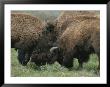 American Bison Spar During The Summer Mating Season by Norbert Rosing Limited Edition Print