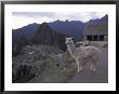 Llama By Guard House, Ruins, Machu Picchu, Peru by Claudia Adams Limited Edition Pricing Art Print