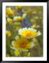 Tiddy Tips And Lupine, Shell Creek, California, Usa by Terry Eggers Limited Edition Print
