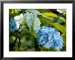 Hydrangea Macrophylla (Mophead Hydrangea), Close-Up Of Blue Flowers by Susie Mccaffrey Limited Edition Print