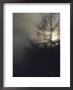 Sunlight Shines Through The Branches Of An Evergreen In Morning Fog by Tom Murphy Limited Edition Print