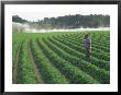 Farmer Using Radio In Peanut Field by Inga Spence Limited Edition Print