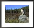 Peregrine Falcon, Adult Male On Rock Showing Moorland Habitat, Scotland by Mark Hamblin Limited Edition Pricing Art Print