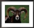 Barbary Sheep, North Africa by Stuart Westmoreland Limited Edition Print