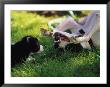 Border Collie Puppy And Dog by Peggy Koyle Limited Edition Print