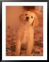 Golden Retriever Puppy Posing On Bedspread by Rudi Von Briel Limited Edition Pricing Art Print